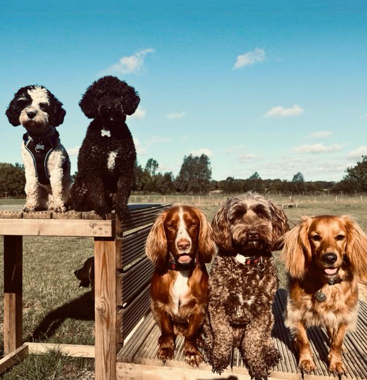Doggy Day Care Essex