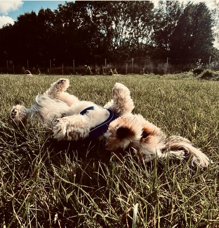 Puppy Services Essex