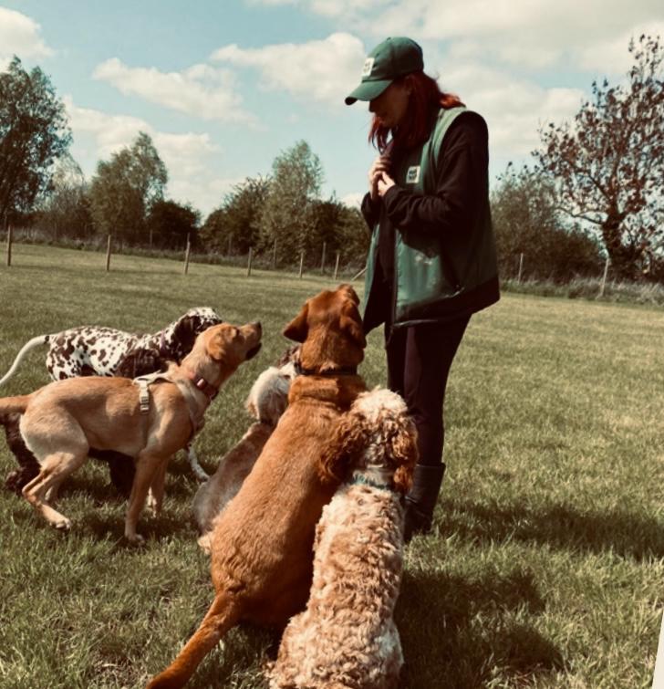 Doggy Day Care Essex