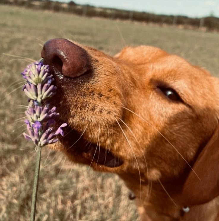 About Wagtails Essex