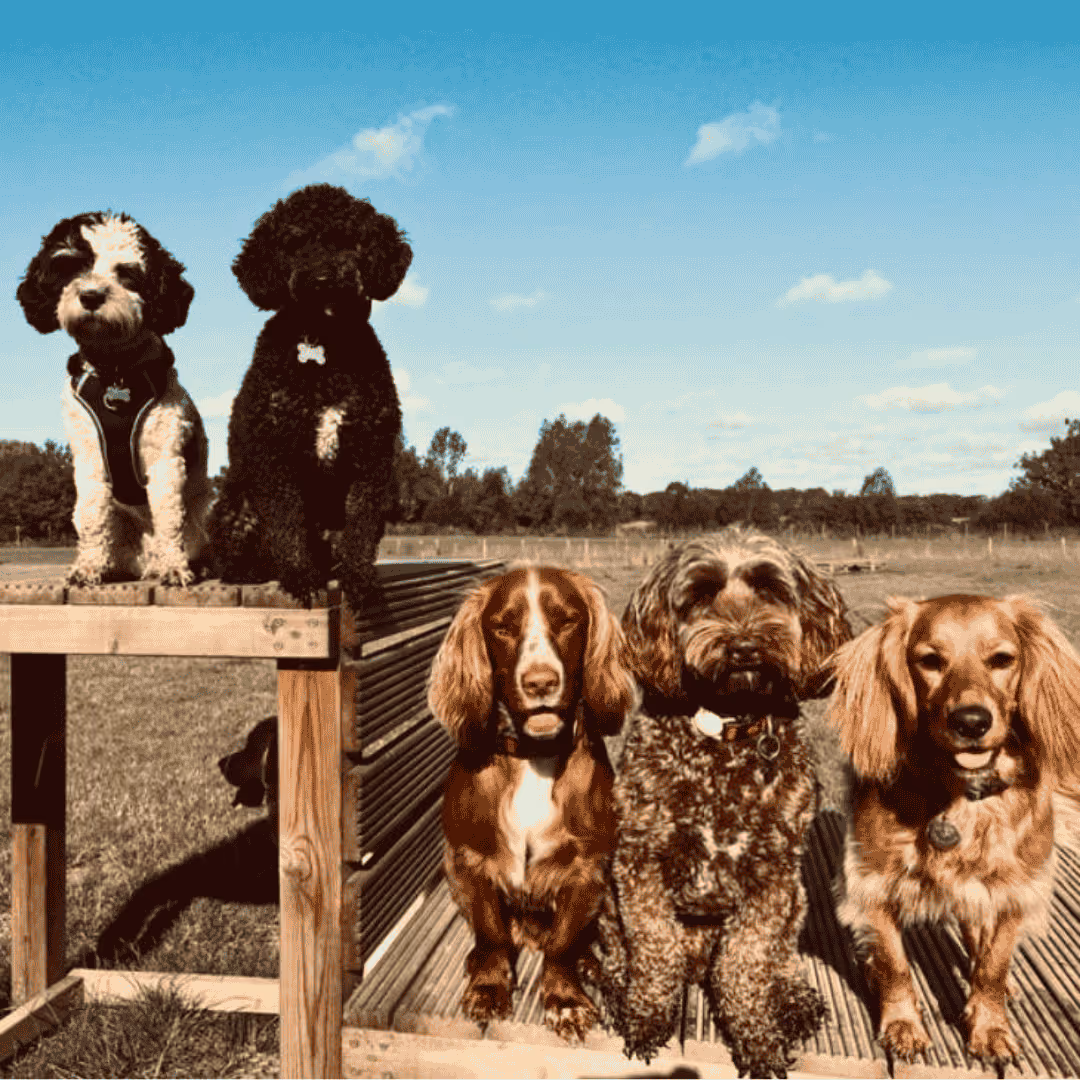 Doggy Day Care Stock