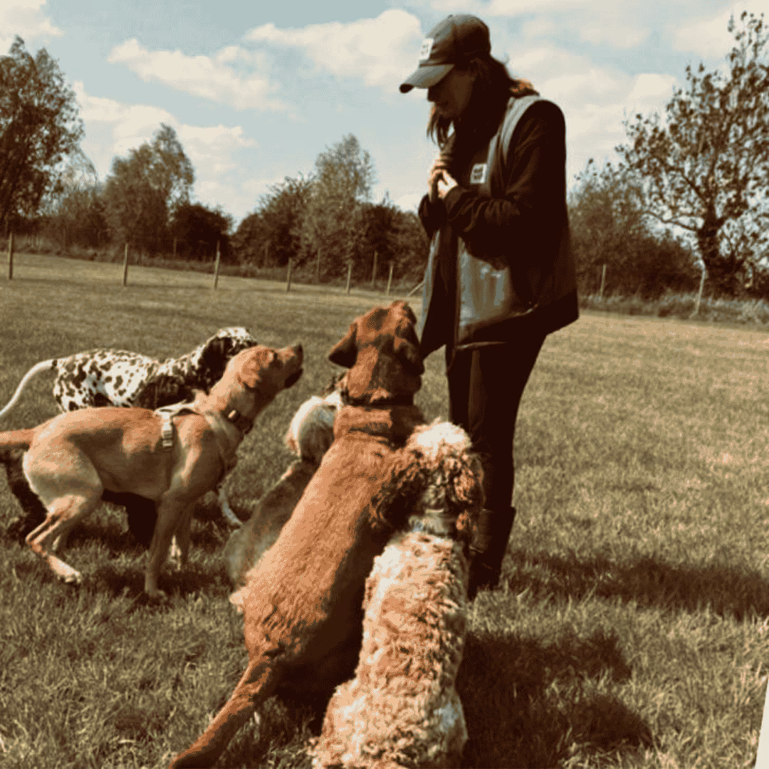 Dog Day Care Rayleigh