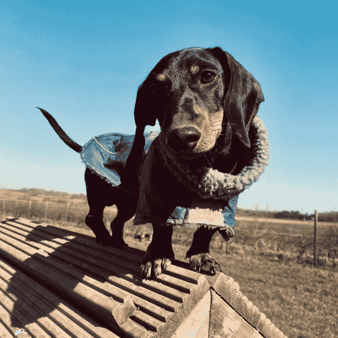 Puppy Day Care Stock