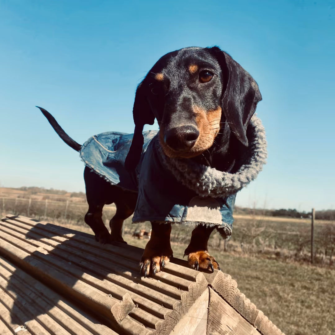 Puppy Day Care Hanningfield