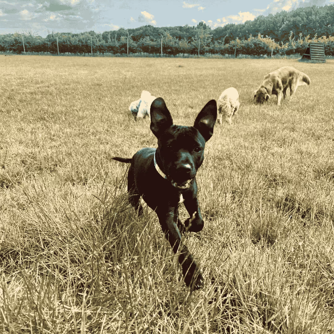 Puppy Daycare Chelmsford