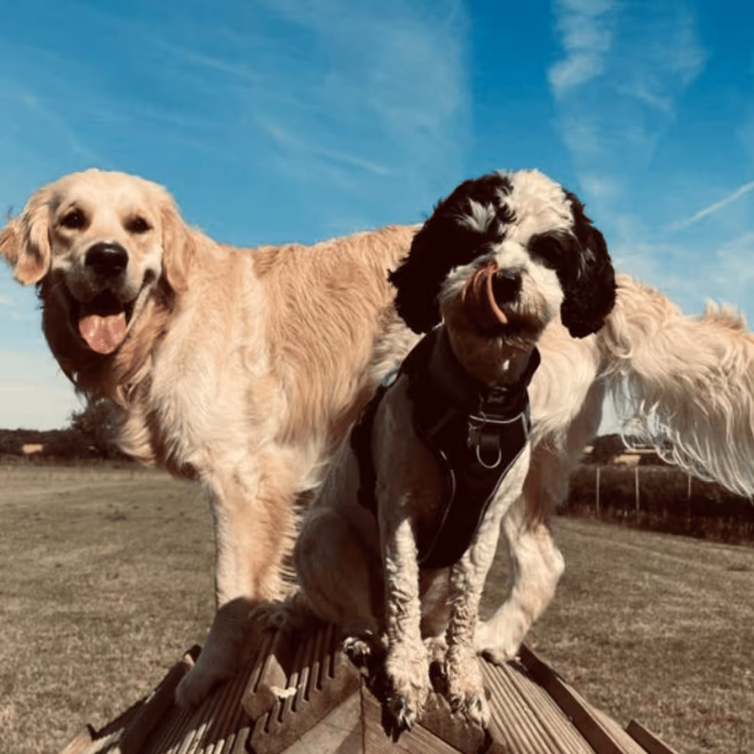 Dog Field Broomfield