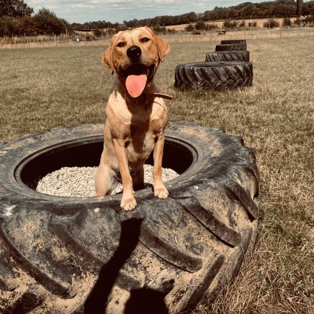 Enclosed Dog Field Rayleigh