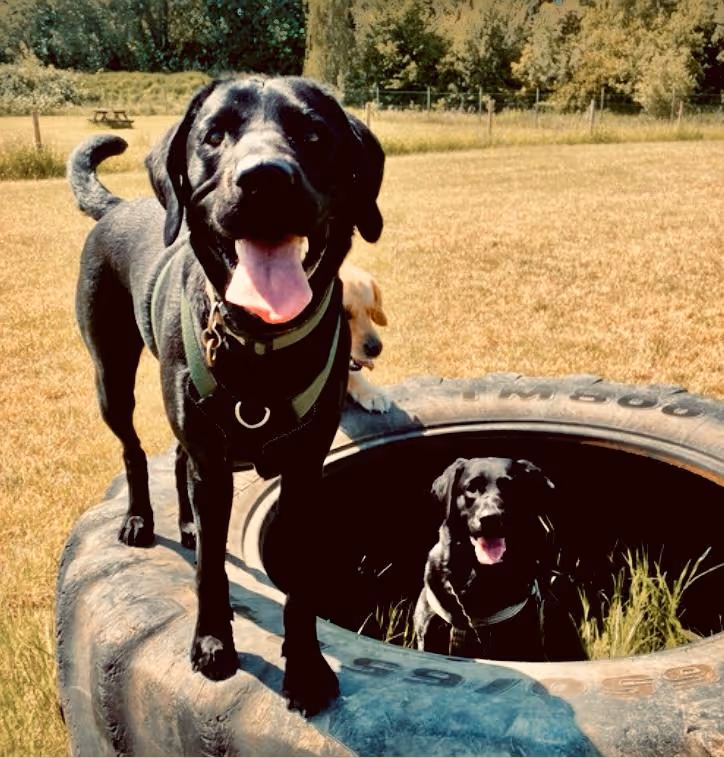 Group Dog Walking Essex