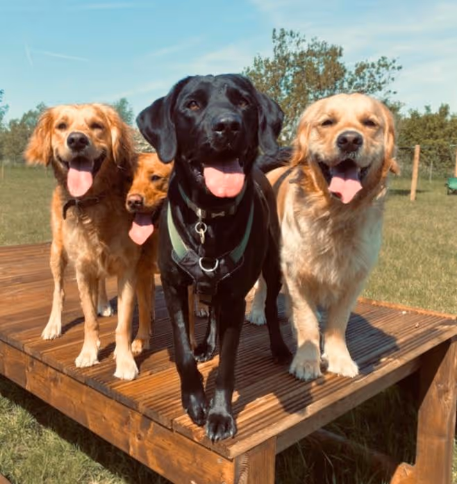 Dog Walker Chelmsford