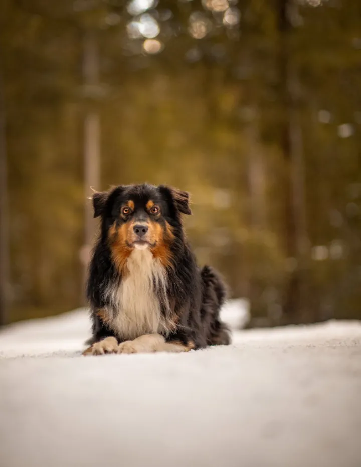 Hund Damon – abgesichert über das Hera Netzwerk Tierkrankenversicherung für Hunde