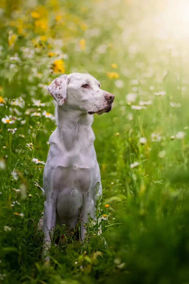 Hund Lenny – abgesichert über das Hera Netzwerk Tierkrankenversicherung für Hunde