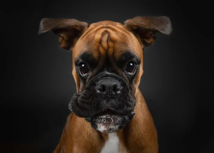 Boxer Juna – abgesichert über das Hera Netzwerk Tierkrankenversicherung für Hunde