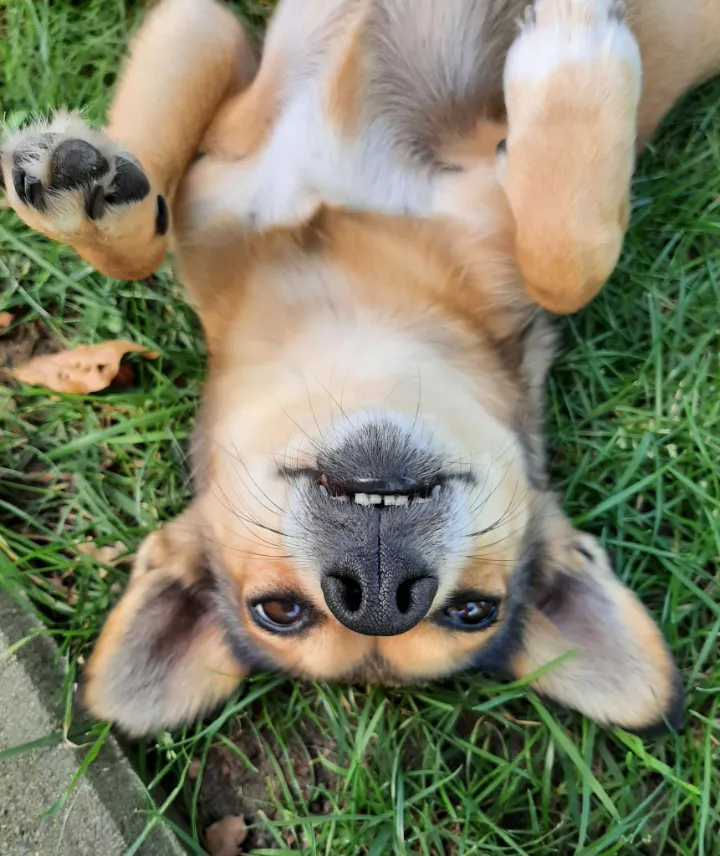 Hund Emmi – abgesichert über das Hera Netzwerk Tierkrankenversicherung für Hunde