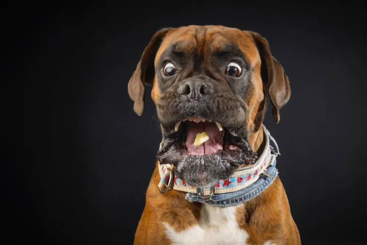 Boxer Tyson – abgesichert über das Hera Netzwerk Tierkrankenversicherung für Hunde