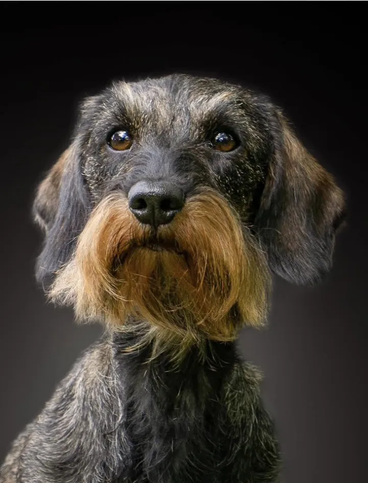 Dackel Anneliese – abgesichert über das Hera Netzwerk Tierkrankenversicherung für Hunde