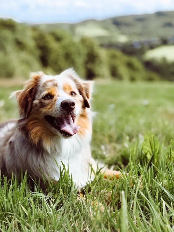 Mini Australian Shepherd Simba – abgesichert über das Hera Netzwerk Tierkrankenversicherung für Hunde