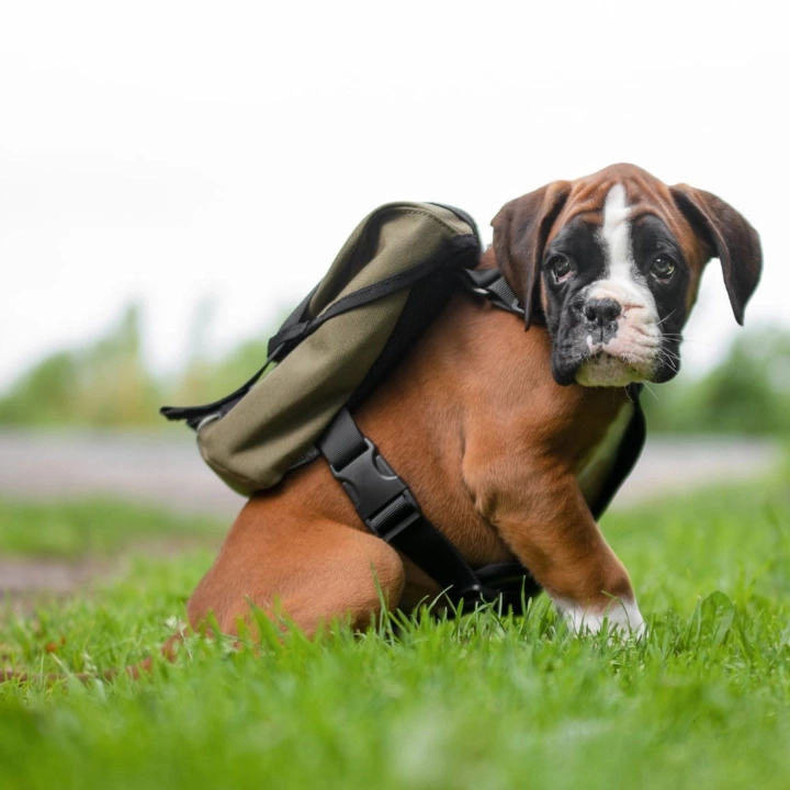 Welpe Gibbs – abgesichert über das Hera Netzwerk Tierkrankenversicherung für Hunde