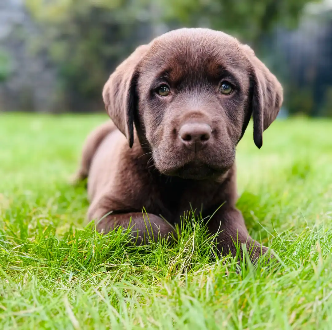Welpe Hazel – abgesichert über das Hera Netzwerk Tierkrankenversicherung für Hunde