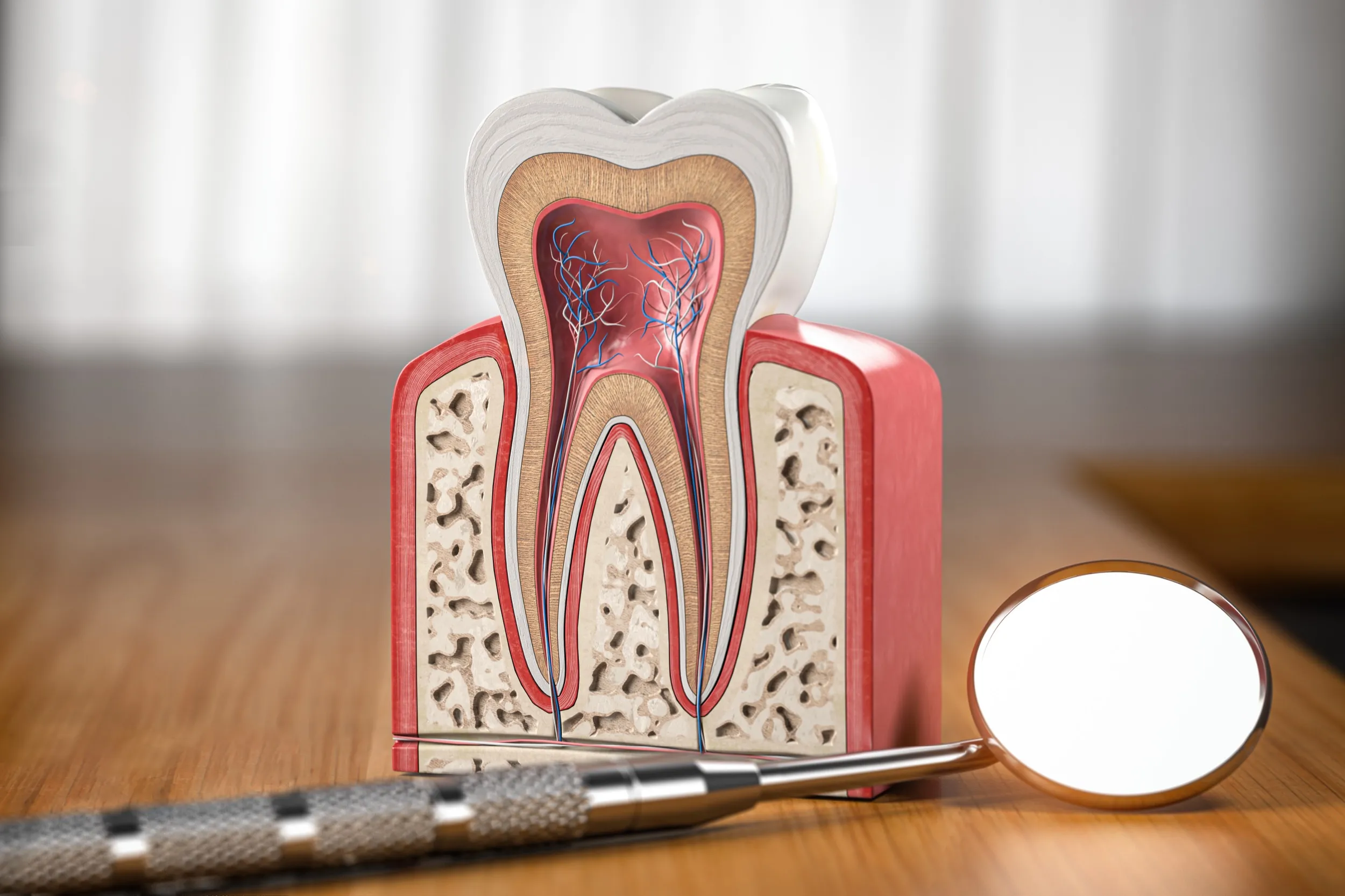 Detailed cross-section model of a tooth with dental mirror and probe