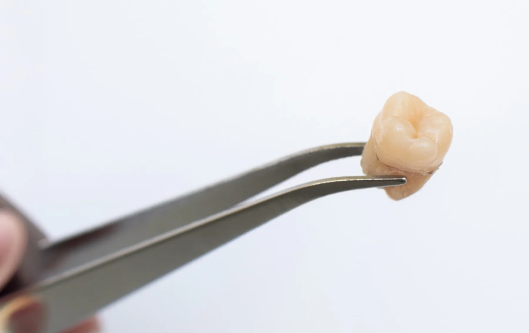 Dental pliers holding a extracted tooth against white background