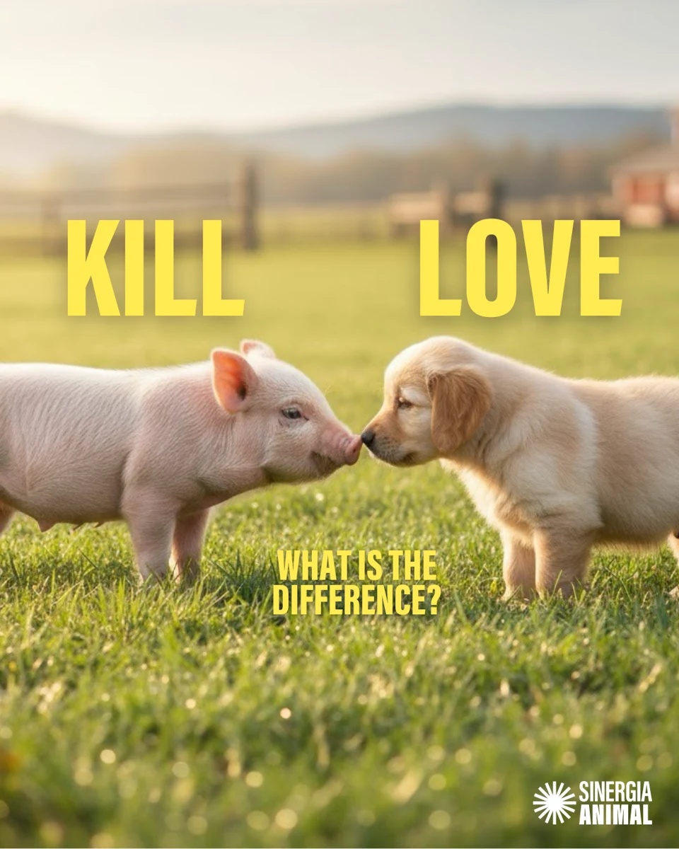 Sinergia Animal campaign graphic showing a piglet and puppy with the question What is the difference?