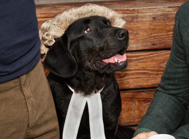 A dog with a Founders Law legal outfit on, providing legal support for scaleups.