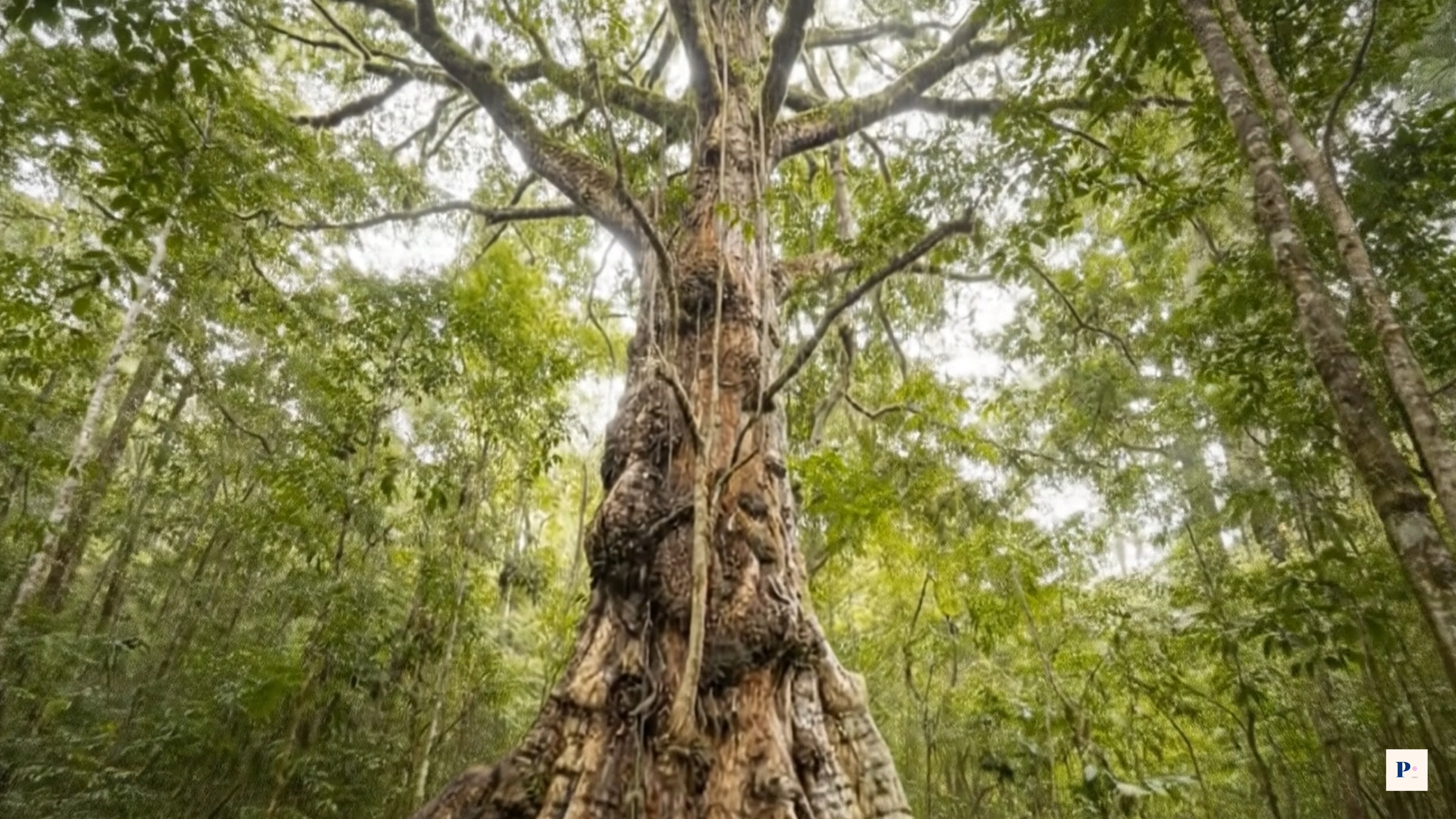 Pierre Metton - Paubrasil