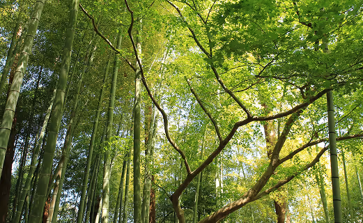 Sustainable solutions