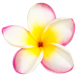 plumeria flower