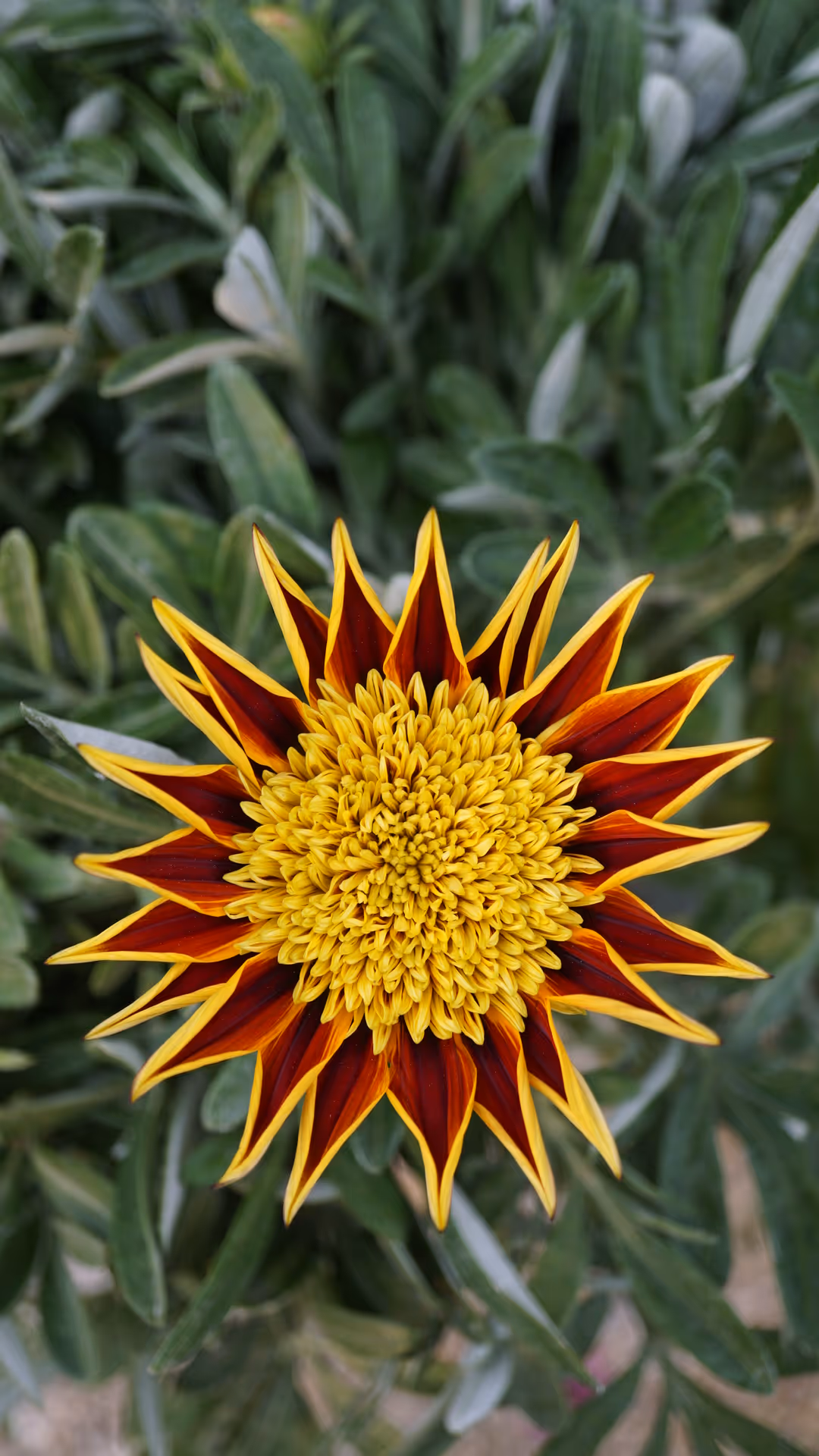 Flowers in two white vases
