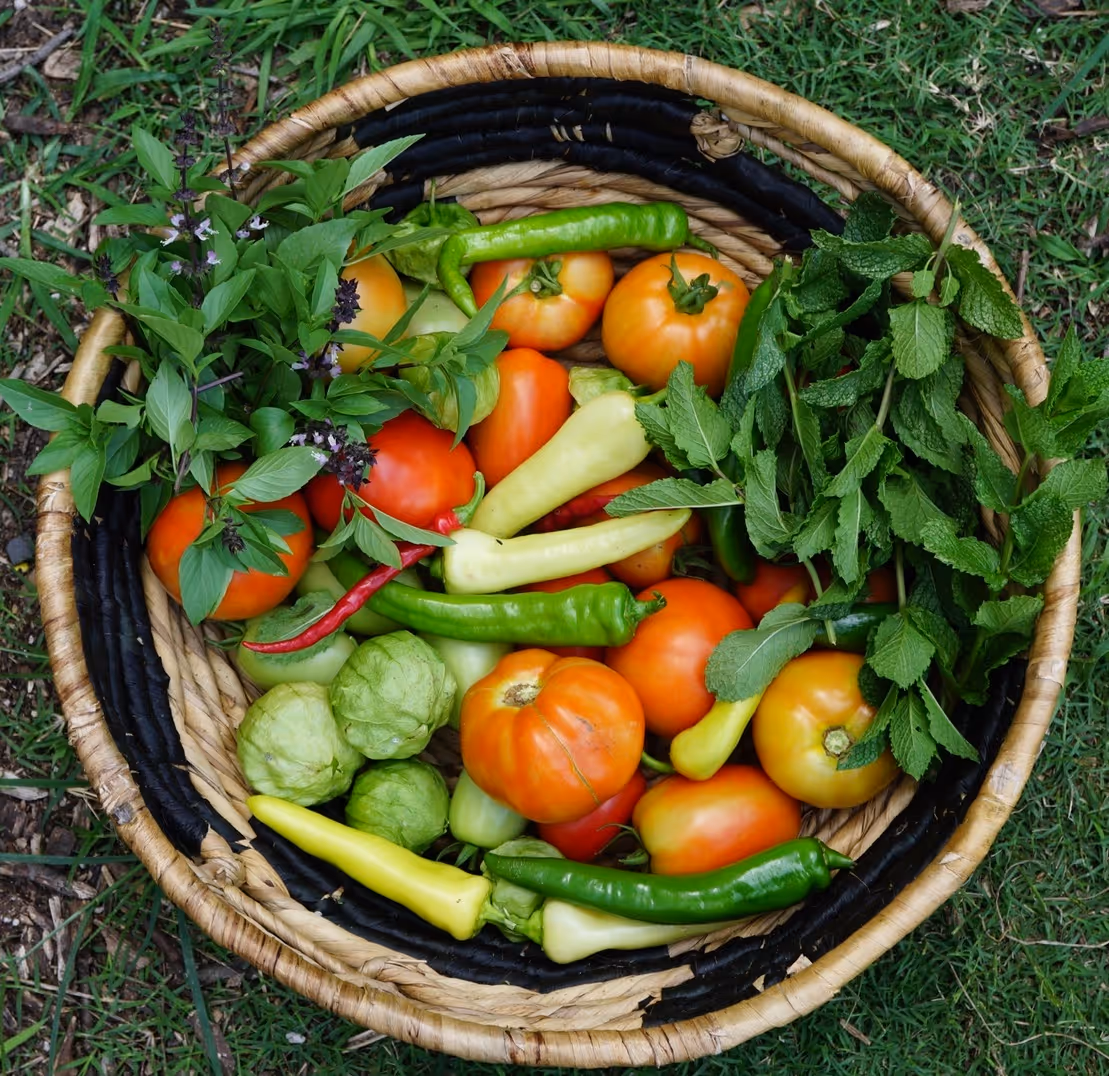 Cactus with a pink flower