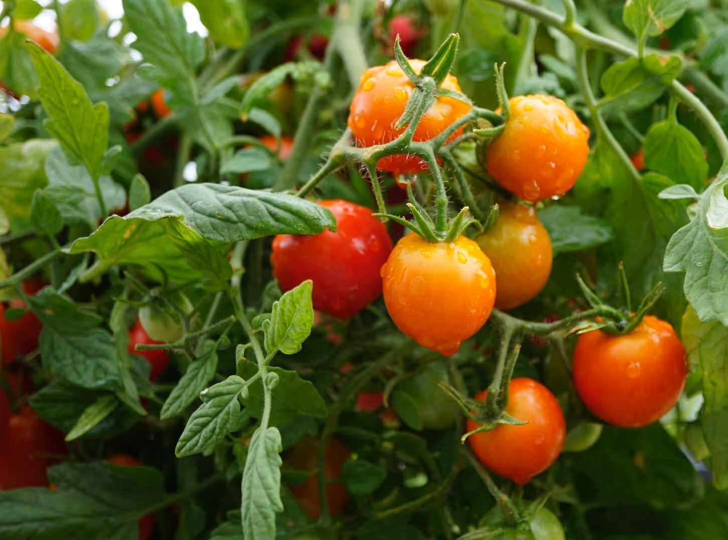Large, single green leaf