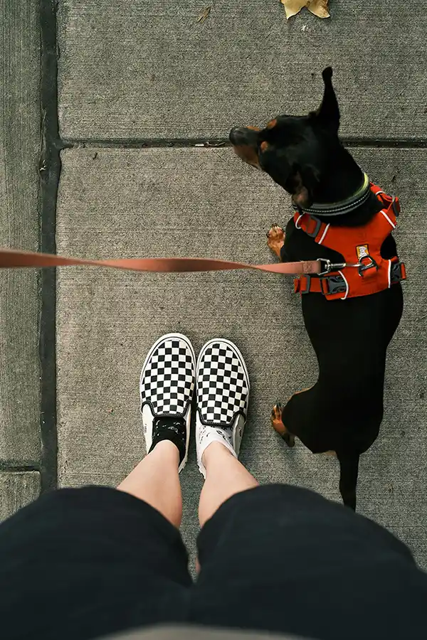 A POV photo of a person's checked shoes with a small dog on a lead