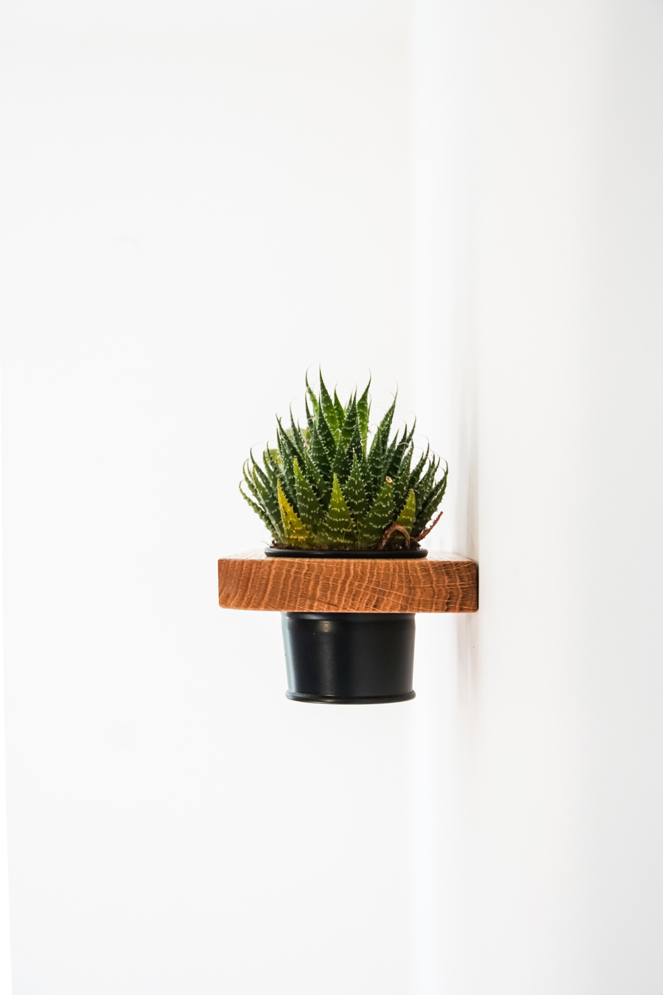 Plants shelf