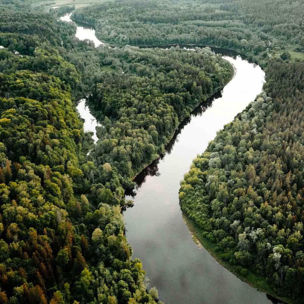 A river flowing through a dense jungle landscape.