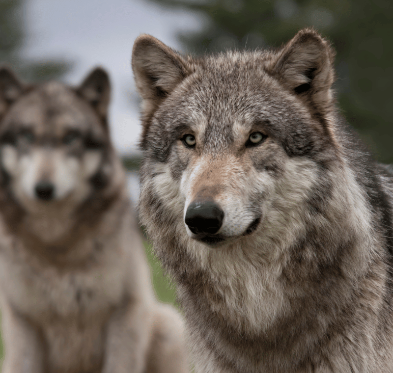 Encounter Ideas for your DnD or RPG One-Shot