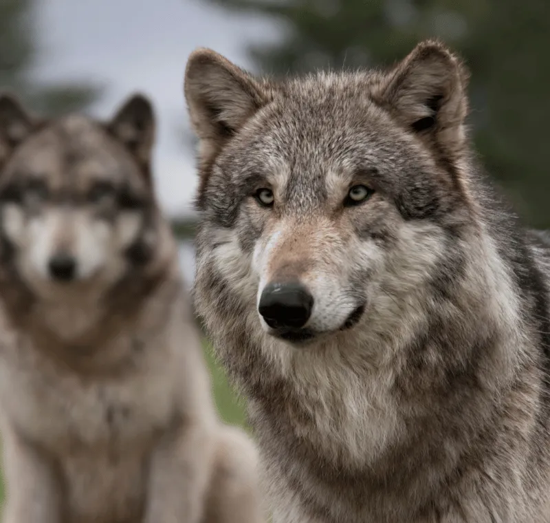 Encounter Ideas for your DnD or RPG One-Shot