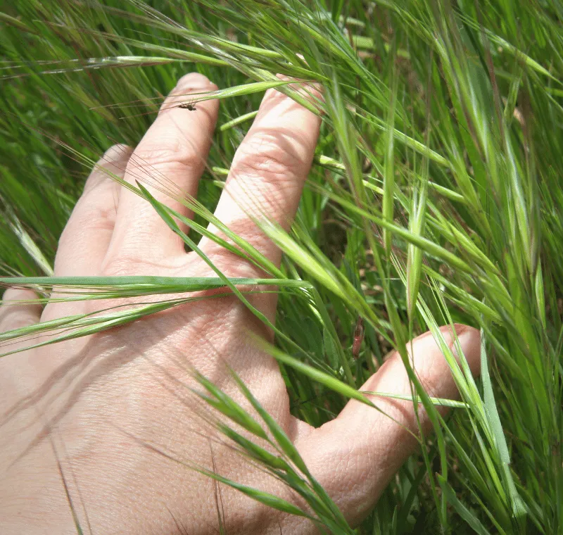 Sensory Details in Writing: How to Make Your World Feel Real