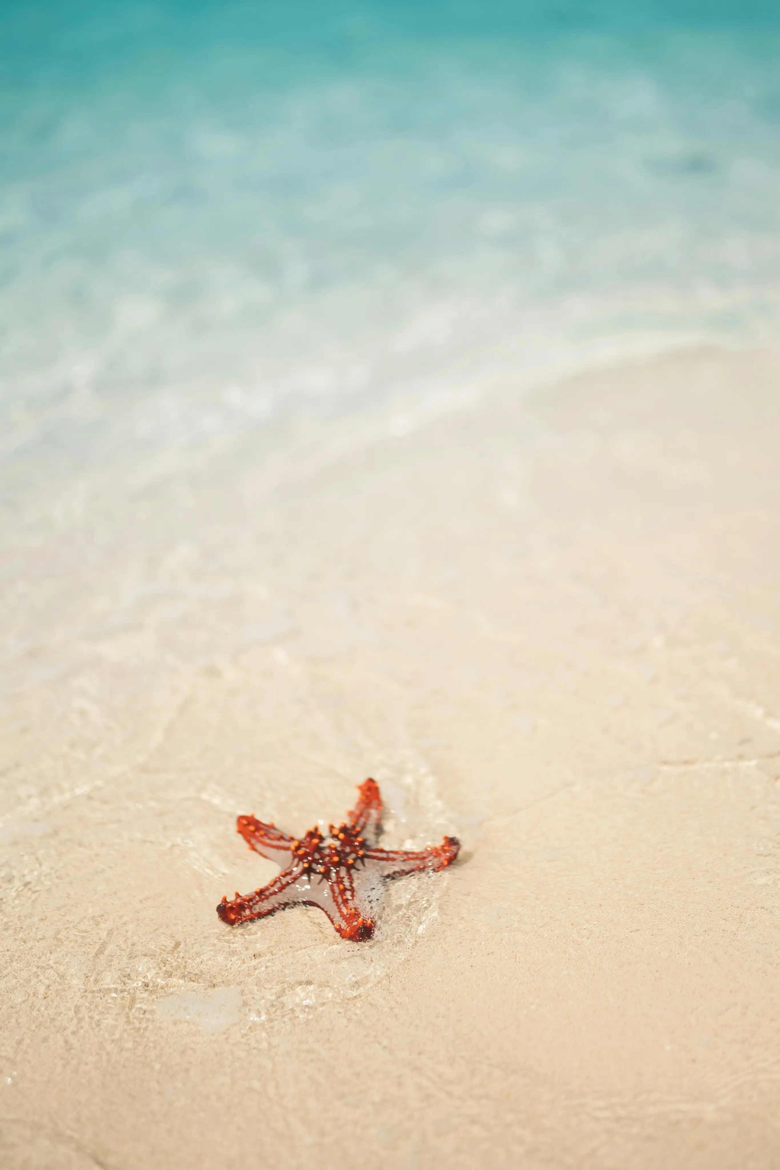 Starfish in shallow water, representing concierge primary care in Mount Pleasant
