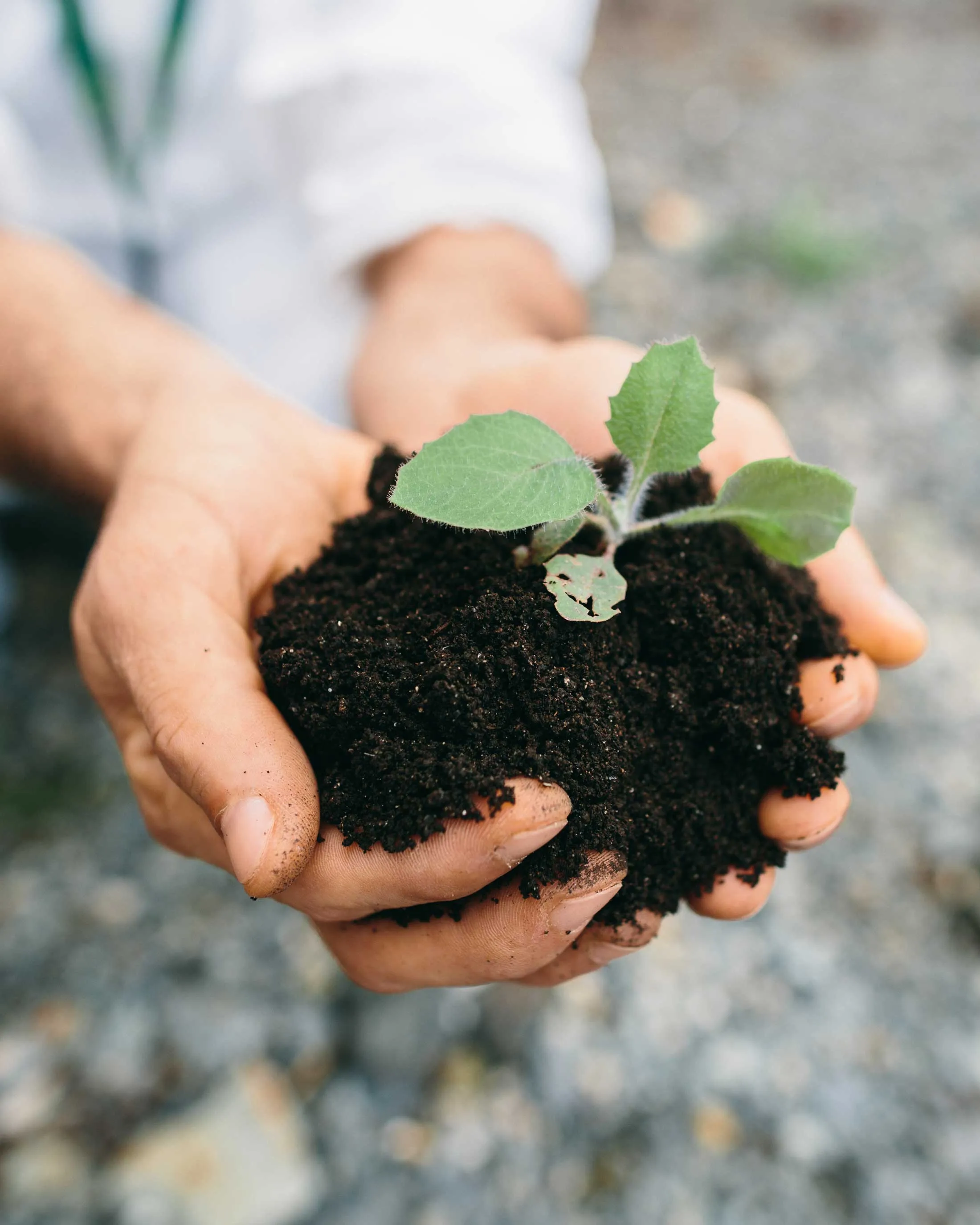 Hands holding dark soil with a small green plant sprouting.