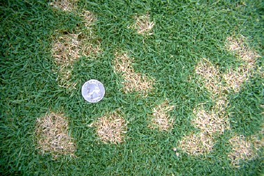 Lawn Overseeding