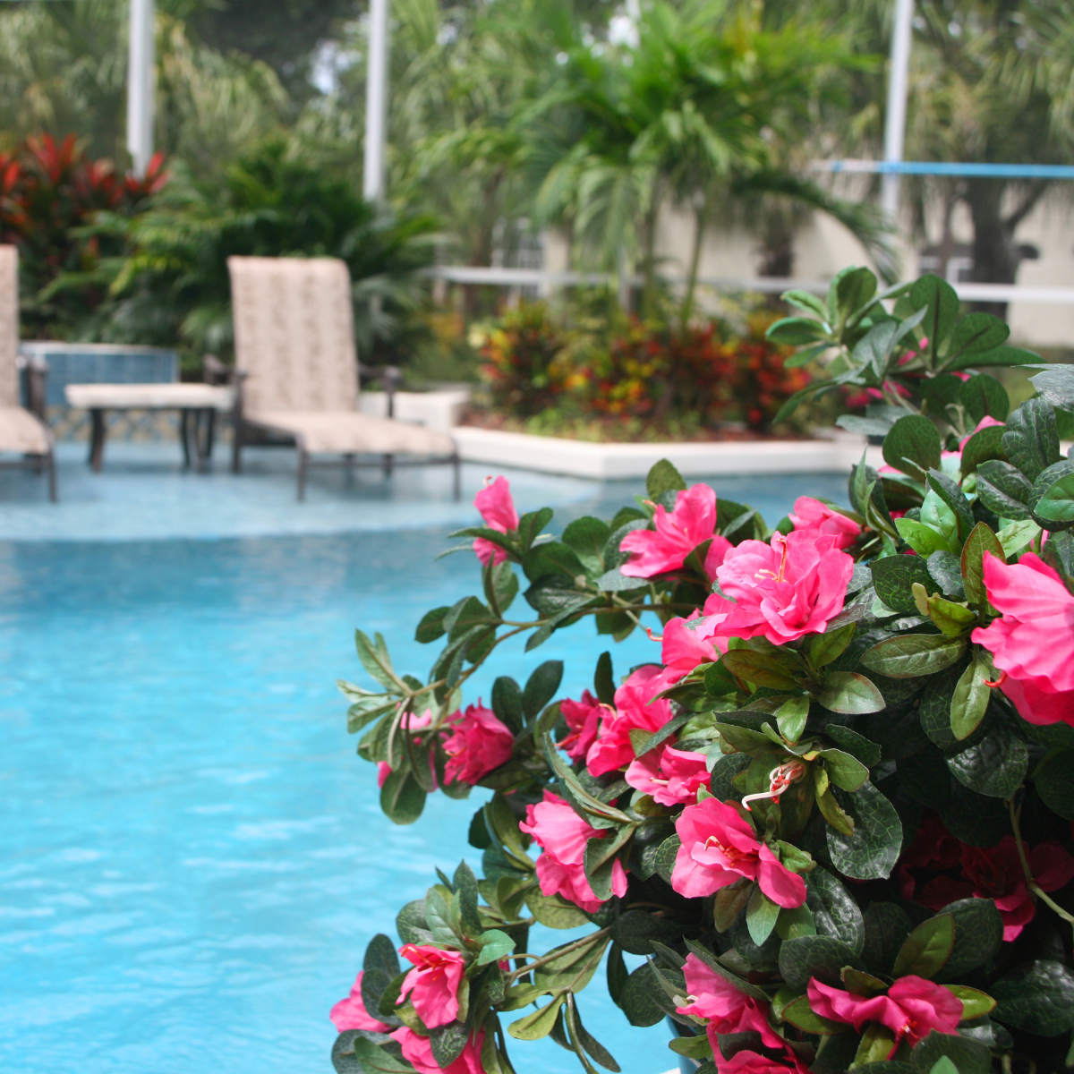 image of a landscaped pool area