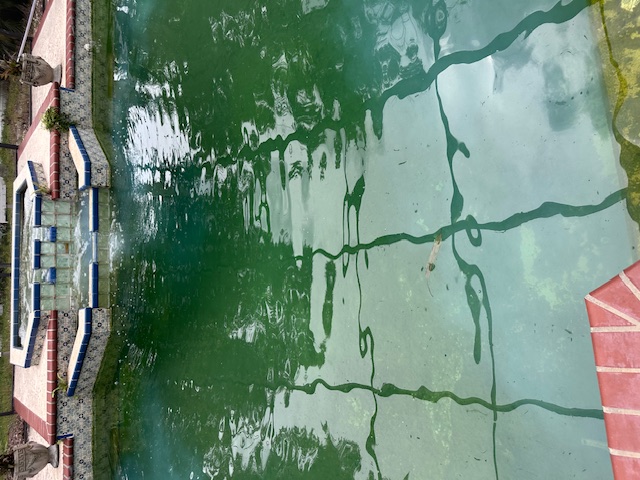 image of a landscaped pool area