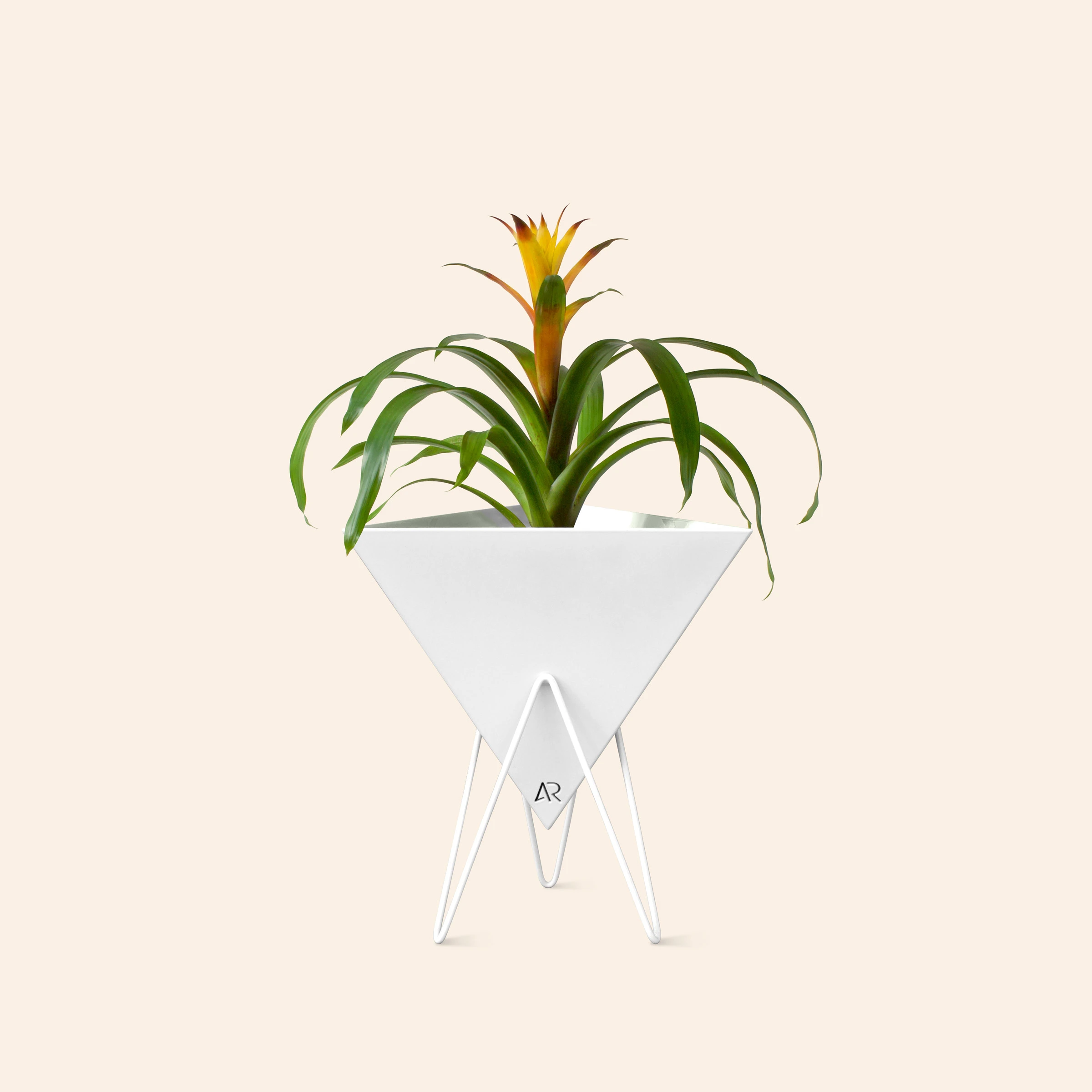 Adam Raiola Bermuda Planter White
