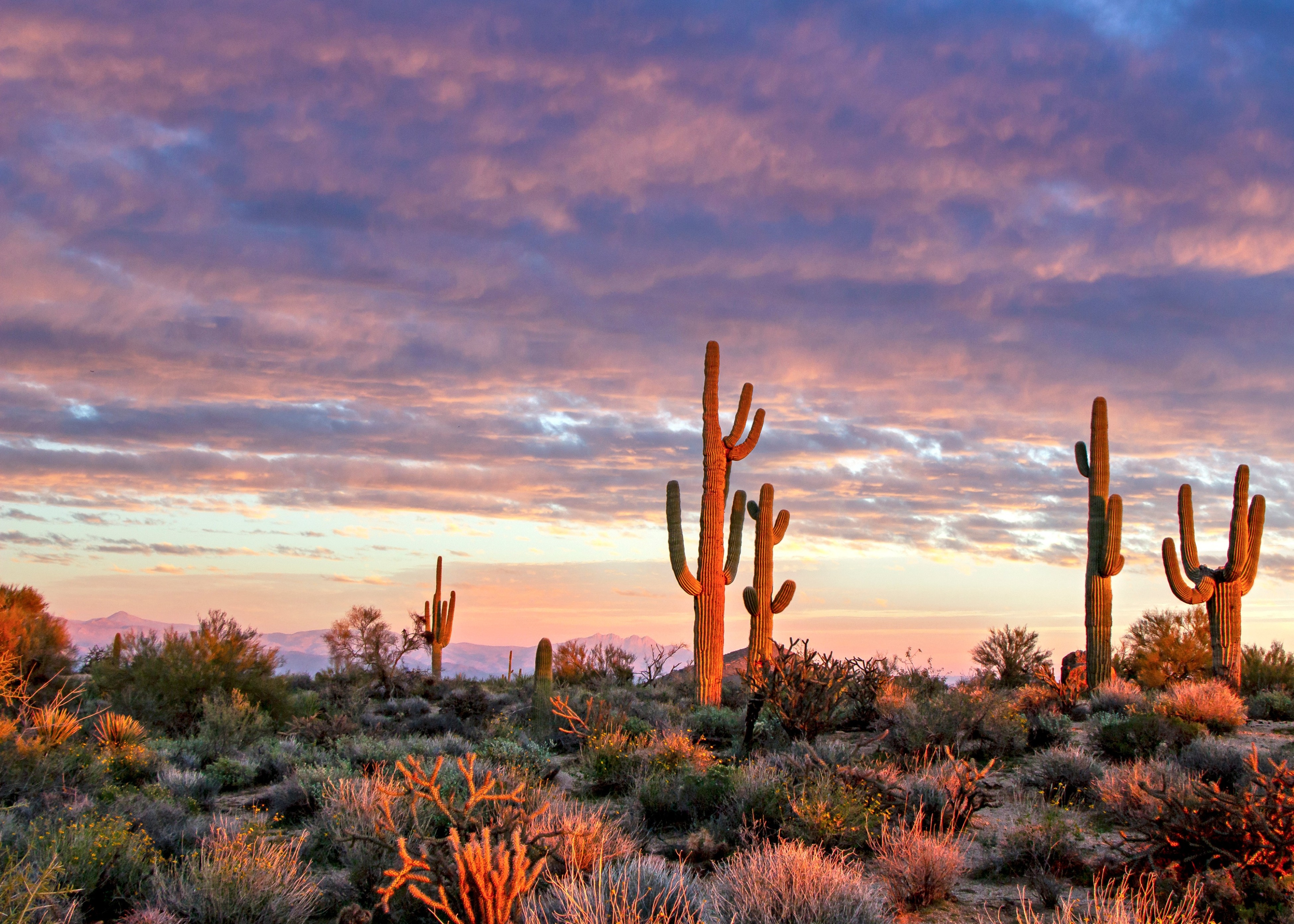 A group of cacti in the desert with a sunset in the background.