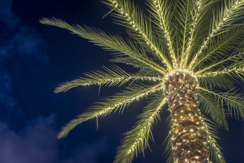 Palm Tree With Christmas Lights