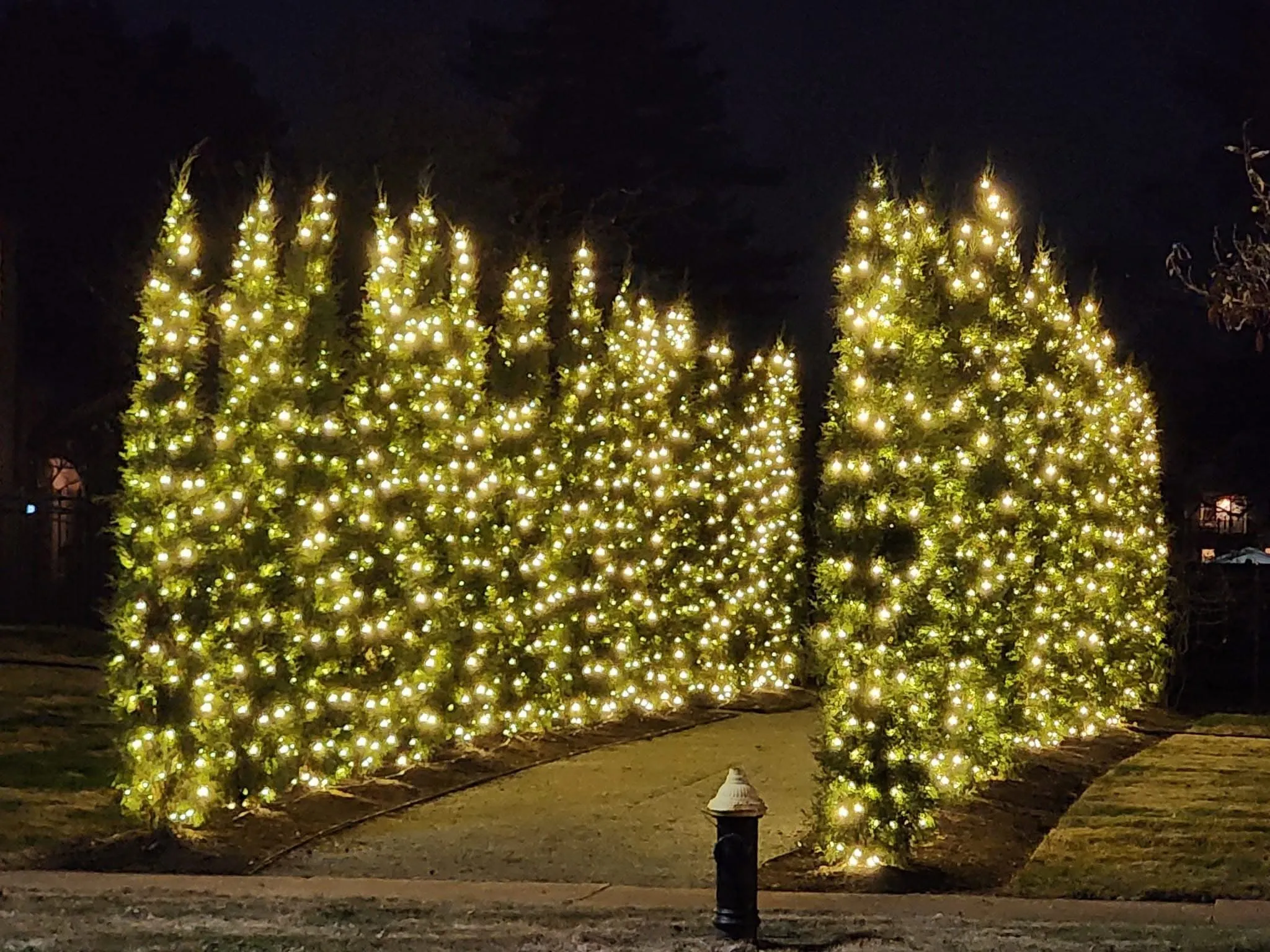 Christmas trees in each side of the pathway.