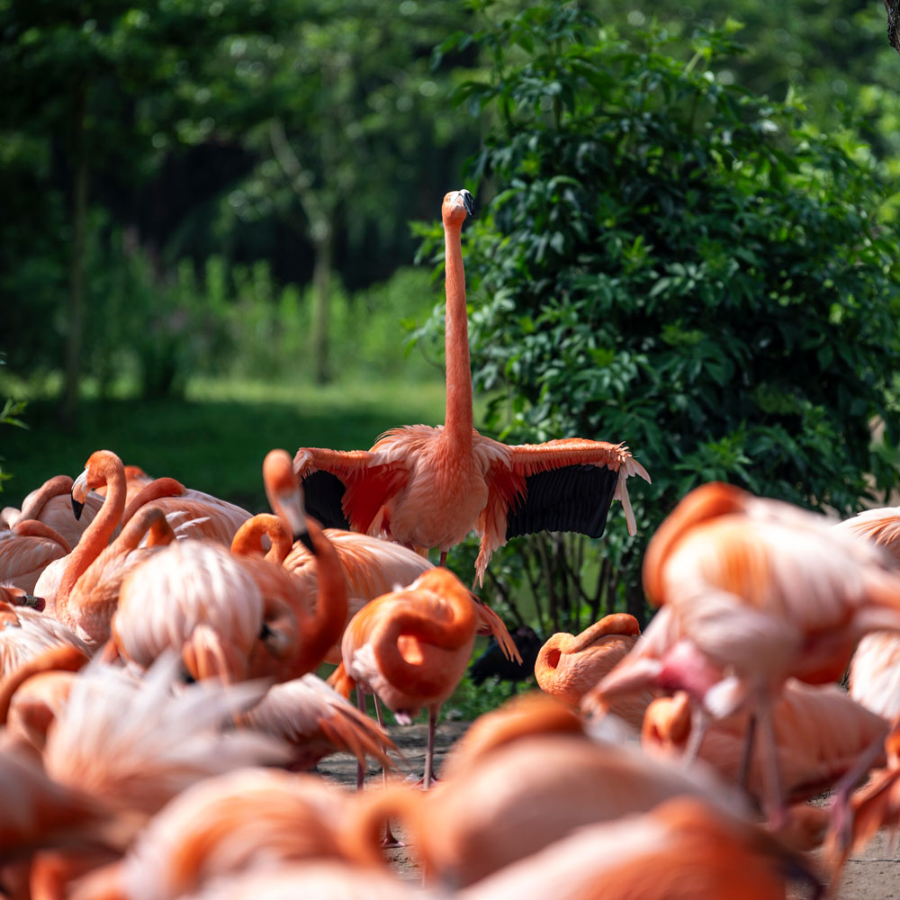 Flamingos at Chester Zoo