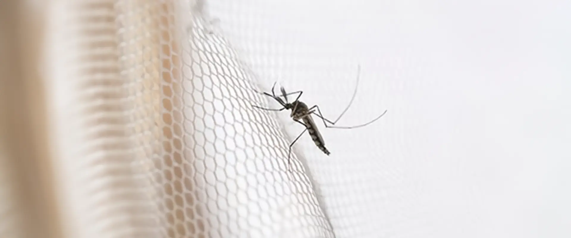 Different Types of Mosquitoes