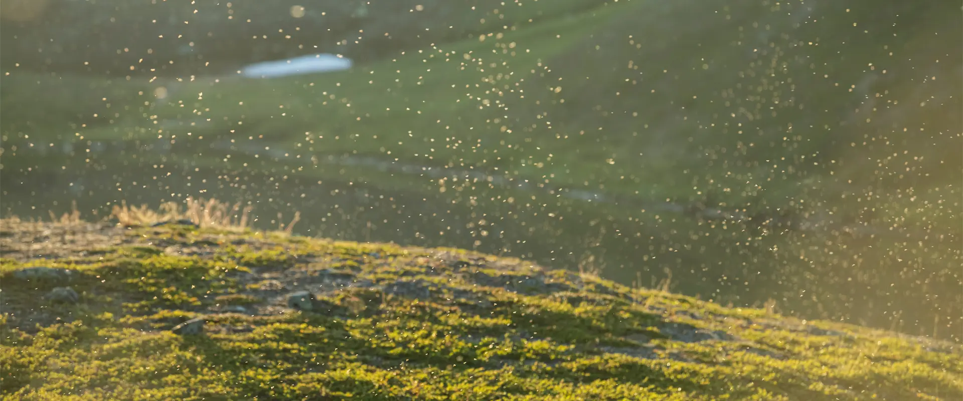 When is Mosquito Season?